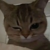 晨昏定时