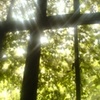 阳光维特