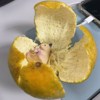 Ravir