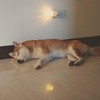 mokei