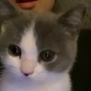 hello_momo