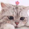MS
