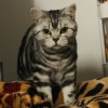 鸢尾