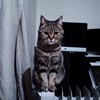 muse is a supercat