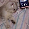 mugryk