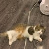 炽