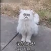 谢老汗