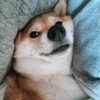 猪肉苏打