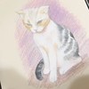 猫猫