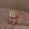 程橙