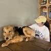 实验中鲑鱼