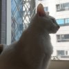 shiuyu