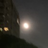疯信子