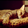 novemberlily