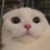 gn yoi