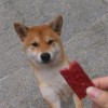 odd_lab_v7