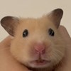 ohfei