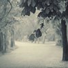 olsen_forest