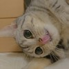 YY
