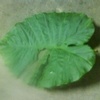 月光高高挂