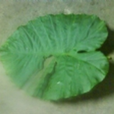 月光高高挂