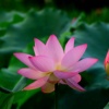 濯锦