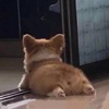 菲比布菲