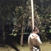 无尾熊🐨