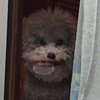 Gosu