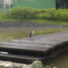 医坛鸁致