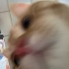 剪配晕