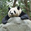 千年熊猫精