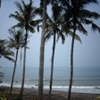 Pani