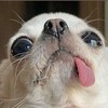 kuku