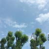 pekohsiao_