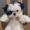 小叶