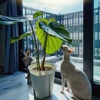 阳光植栽