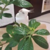 小鹦鹉