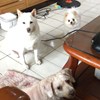 慧