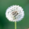 poppyflower