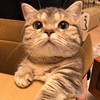 pppoccck