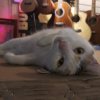 P.S.I 自私小猫之岛