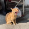 田昀