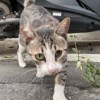 跳