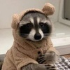 raccon29