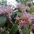 raspy_term_9p9