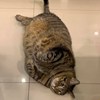 rekiki