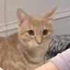 我是一只猫咪