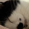 remycat