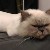 Boris的音乐实验室